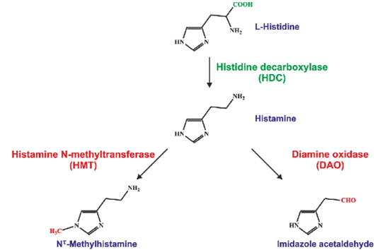 formation-and-inactivation-of-histamine-in-the- bodys-immune-cells